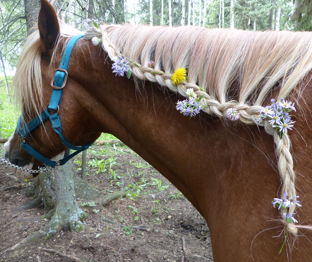 about wild horse ranch bouquet of life